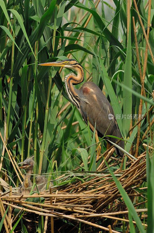 巢中的紫鹭(Ardea purpurea)